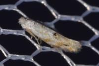 Bucculatrix bechsteinella