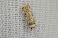 Endrosis sarcitrella