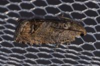 Cydia splendana