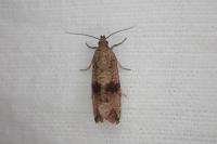 Celypha striana
