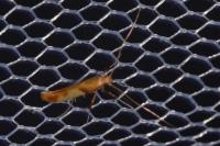Caloptilia