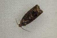Cydia splendana