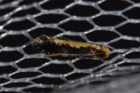 Monopis obviella