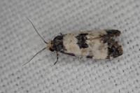 Neocochylis dubitana