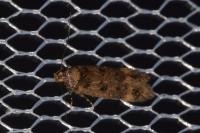 Bryotropha