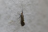 Esperia sulphurella