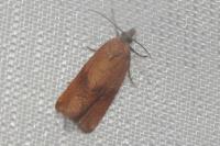 Celypha striana