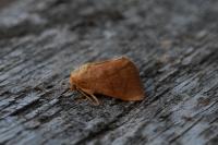 Hoyosia codeti