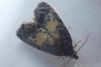 Endothenia nigricostana