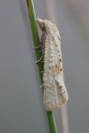Cochylimorpha meridiana