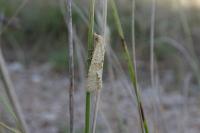 Cochylimorpha meridiana