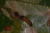 Tischeria ekebladella