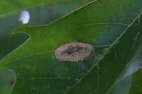 Phyllonorycter platani
