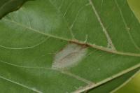 Phyllonorycter platani
