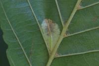 Phyllonorycter rajella