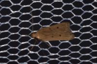 Acompsia