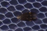 Aproaerema anthyllidella