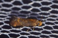 Apodia bifractella