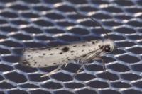 Yponomeuta plumbella