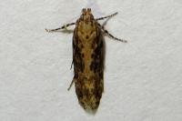 Scrobipalpa ocellatella