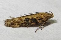 Scrobipalpa ocellatella