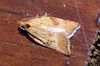 Acleris rhombana
