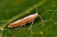 Argyresthia albistria
