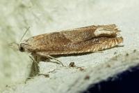 Eucosma conterminana