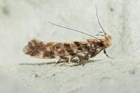 Aristotelia