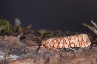 Lozotaeniodes formosana