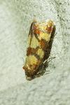 Aethes tesserana