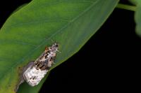 Apotomis betuletana