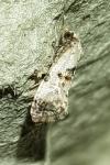 Cochylis