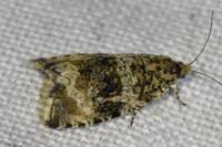 Celypha lacunana