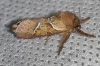 Triodia sylvina