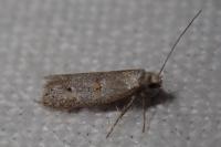 Symmocoides oxybiella