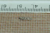 Scrobipalpa