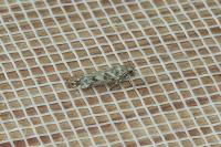 Scrobipalpa