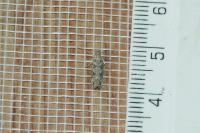 Scrobipalpa