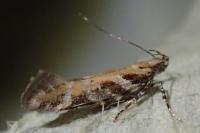 Aristotelia billii