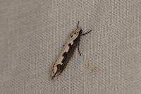 Ethmia bipunctella