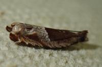 Ancylis sparulana