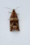 Orthotaenia undulana