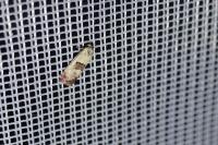 Cochylis
