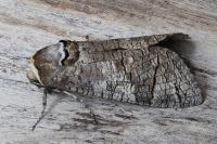 Cossus cossus