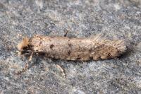 Ateliotum petrinella