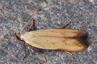 Mesophleps silacella
