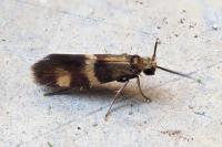 Micropterix aglaella