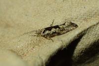 Ypsolopha sequella