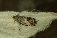 Cydia splendana
